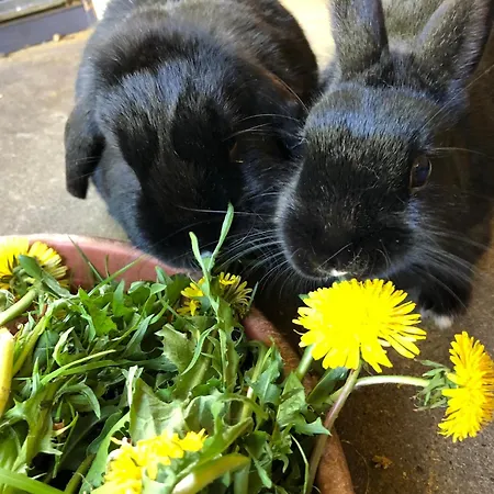 Wuebbold - Rosenzauber Apartment